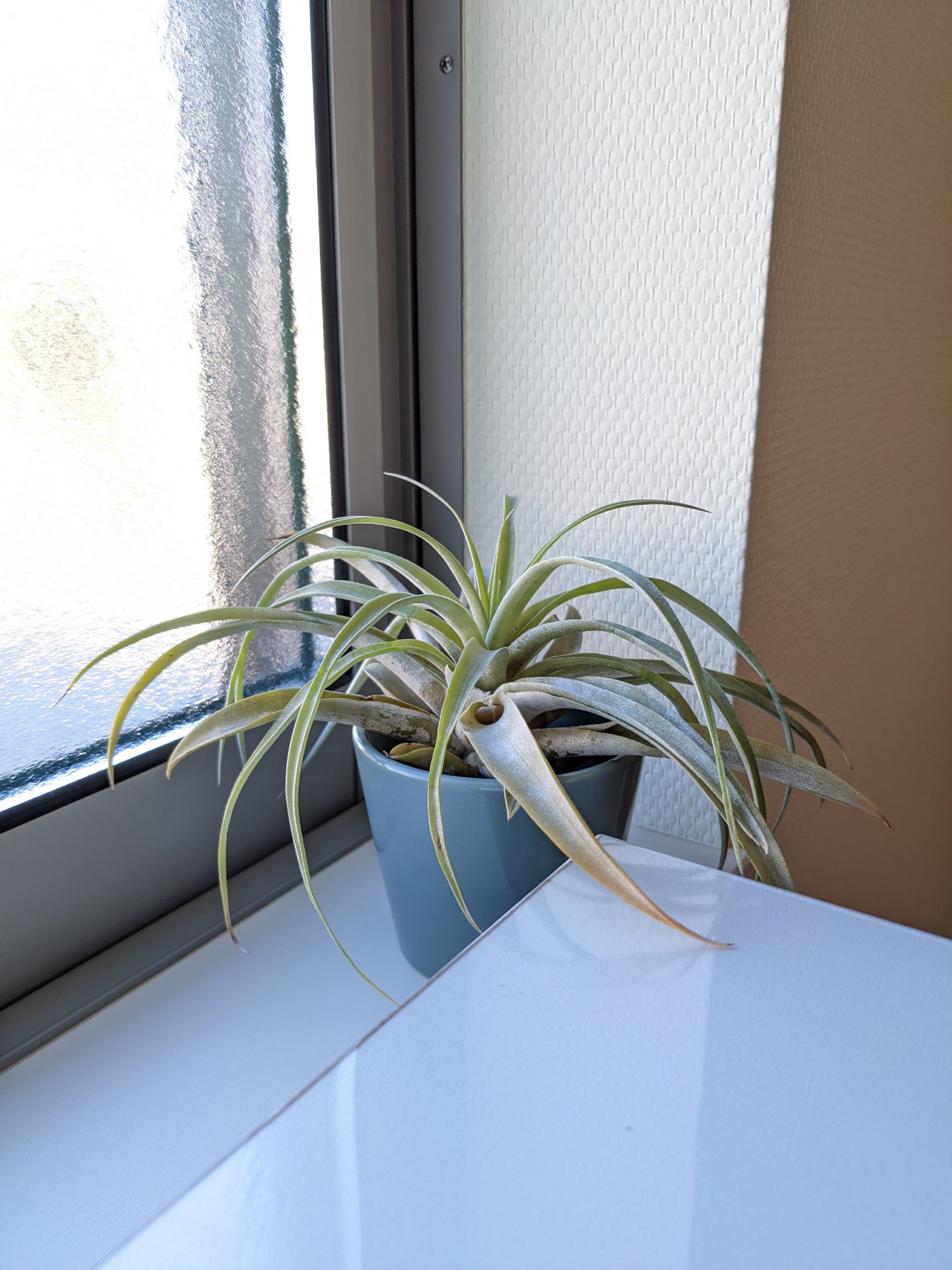 デスクの隣の観葉植物